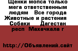 Щенки мопса только мега-ответственным людям - Все города Животные и растения » Собаки   . Дагестан респ.,Махачкала г.